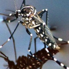 Letter To The Editor: An Alternative Way To Fight Chikungunya