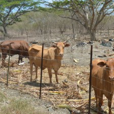 Drought Wiping Out Livestock Of Some Local Farmers; Mapp Considers Emergency Declaration