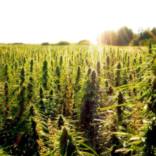 Rules And Judiciary Committee To Consider Hemp Bill On Monday