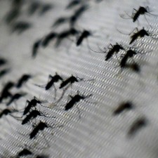 New Case Of Zika Virus On St. Croix Brings Total Confirmed Cases To Seven