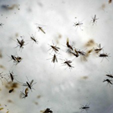 U.S. Territories To Receive At Least $126 Million To Fight Zika Following Congress’s Passage Of $1.1 Billion Measure