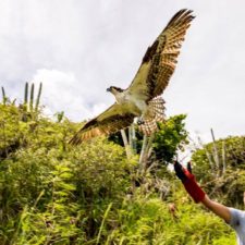 Coral World Rescues, Nurtures And Releases Fish Eagle (Osprey) Back Into Wild