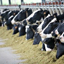 Wet Weather Poses Greater Threat Of Disease To Livestock, Agriculture Commissioner Says