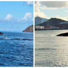 Humpback Whales Sighted in Brewers Bay Near UVI