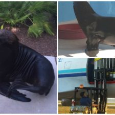 Sea Lions Are Latest Attraction At Coral World