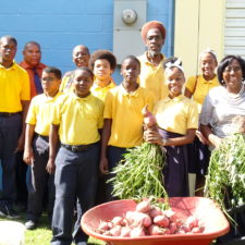 Elena Christian Jr. High School Reaps Abundant Sweet Potato Harvest