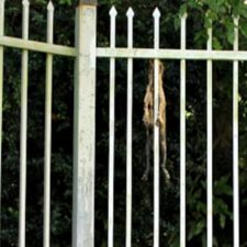 Decomposing Dog Found Hanging On Back Fence Of Lorraine Housing Community Unit; V.I.P.D. Seeking Community’s Help In Identifying Perpetrator