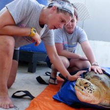 Coral World Participates In Rescue Of Injured Green Sea Turtle