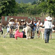 They’re Falling All Over The Place: Watch Scenes From The 2018 St. Croix Donkey Races